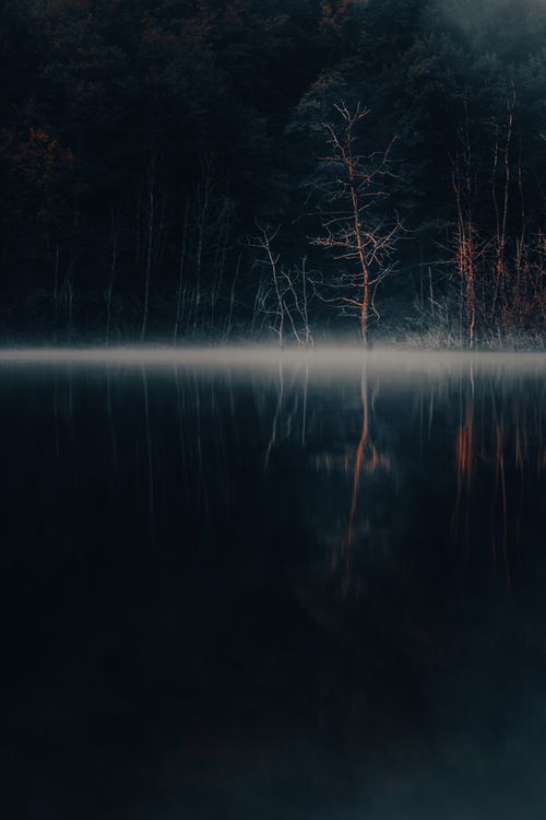 Free Serene foggy lakeshore scene with bare trees reflected in the water, evoking a mystical atmosphere. Stock Photo