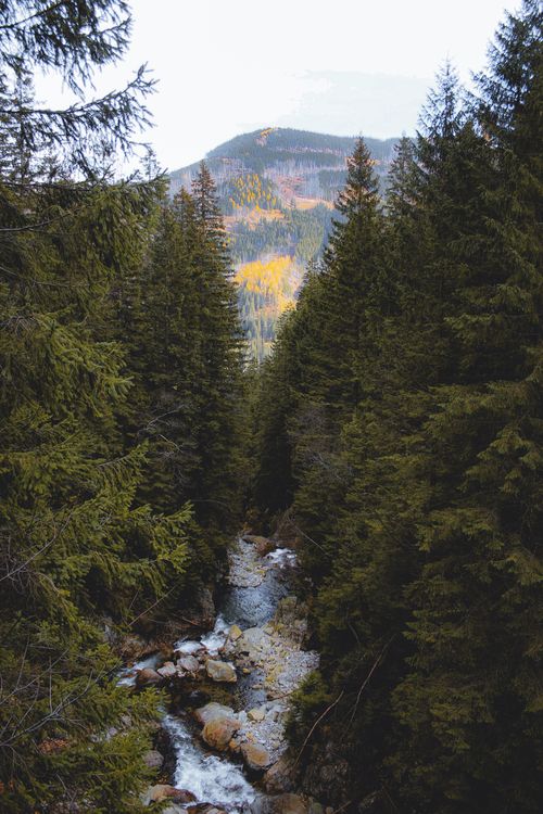 Free A serene view of a forest with a flowing stream and distant mountains. Stock Photo