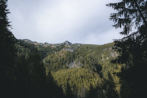 Darmowe zdjęcie z galerii z chmury, drzewa, krajobraz