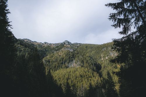 Free Tranquil forest landscape with mountains under an overcast sky, capturing nature's serenity. Stock Photo