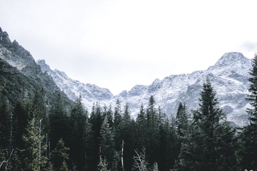 Darmowe zdjęcie z galerii z drzewa, fotografia lotnicza, góra