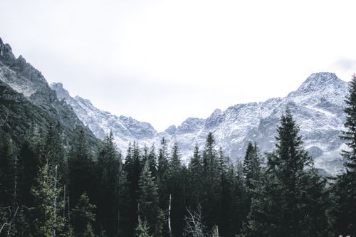 Free A serene winter scene featuring snow-covered mountains and a thick pine forest. Stock Photo