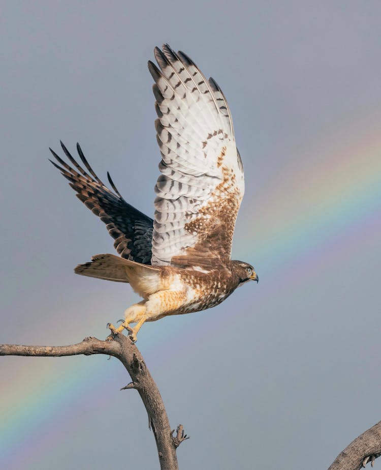 A Hawk Perched On A Branch