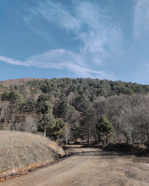 Kostenloses Stock Foto zu bäume, feldweg, hügel