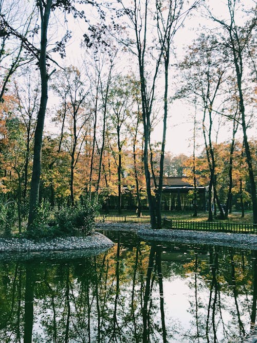 Gratis lagerfoto af fredsommelig, lodret skud, natur