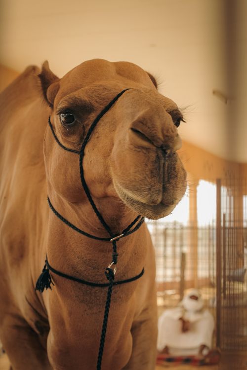 Free A detailed close-up of an Arabian camel with an attendant in the background. Stock Photo