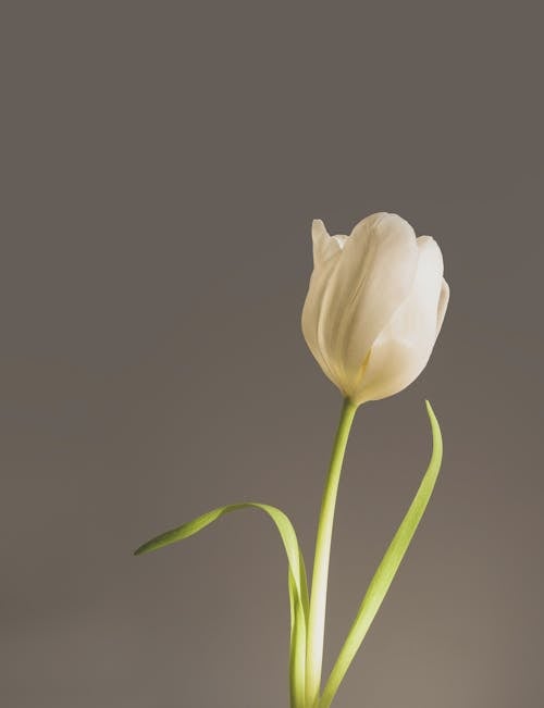 Close-Up Shot of a Blooming White Tulip