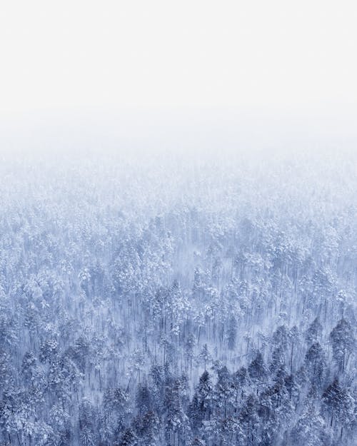 Imagine de stoc gratuită din arbore, ceață, codru