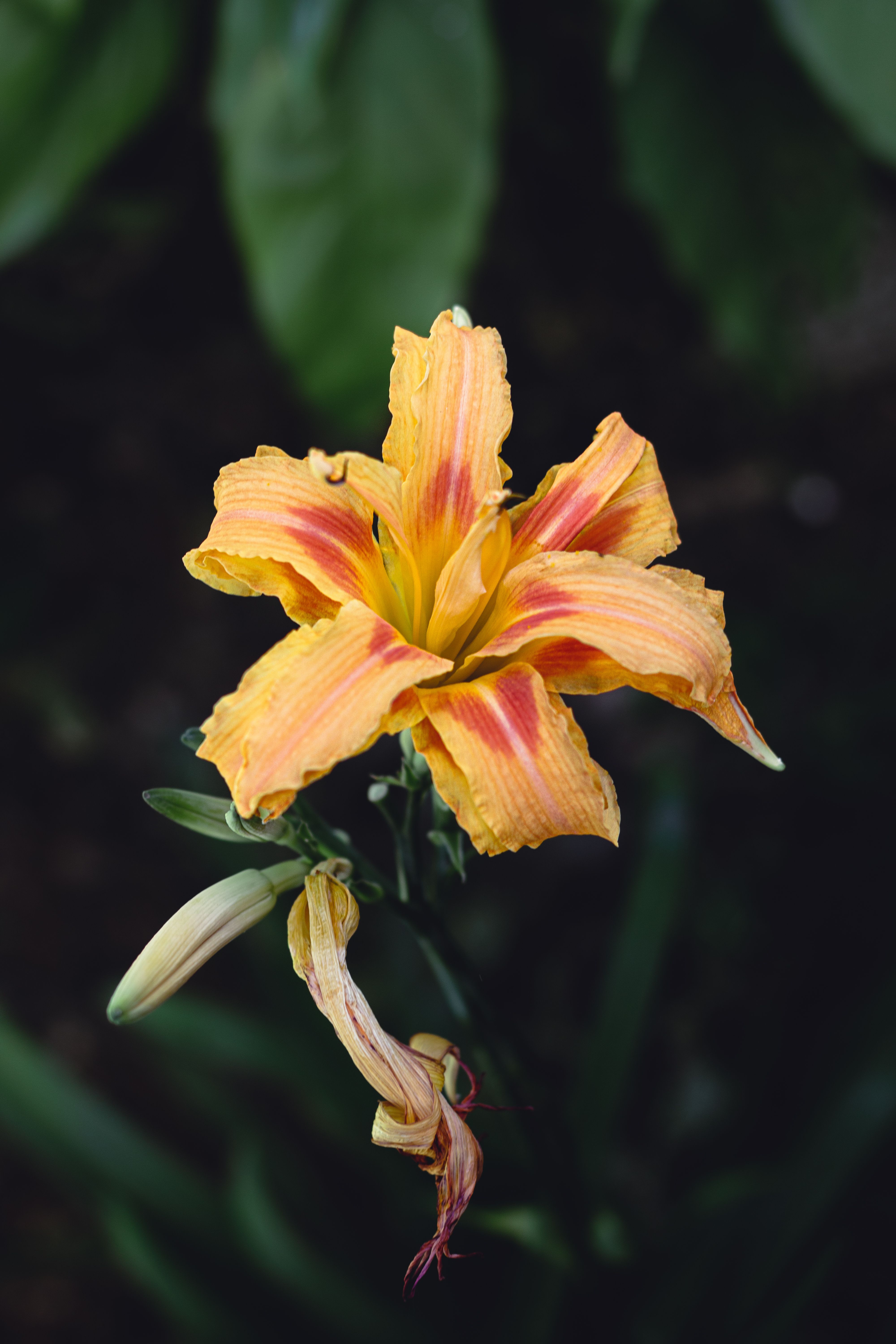 Δωρεάν στοκ φωτογραφιών με hemerocallis, macro, ανθίζω Φωτογραφία από στοκ φωτογραφιών