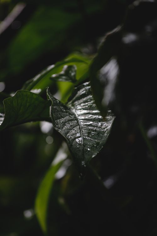 Free A close-up of vibrant green leaves with water droplets, captured in natural light, showcasing nature's intricate details. Stock Photo