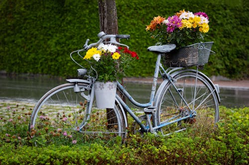 ฟรี คลังภาพถ่ายฟรี ของ กระถาง, จักรยาน, ช่อดอกไม้ คลังภาพถ่าย