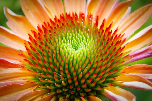 Fotos de stock gratuitas de botánica, colorido, crecimiento