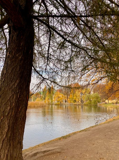 Free Serene autumn landscape with a pond and colorful trees in Saint Petersburg, Russia. Stock Photo