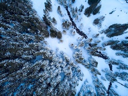 Drone Shot of a Forest Covered in Snow 