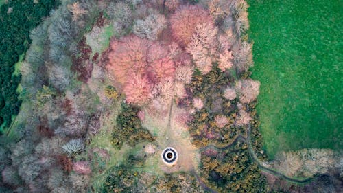 Aerial Photography of Green and Brown Trees