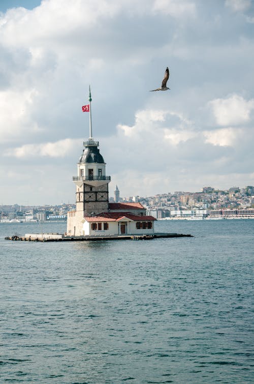 伊斯坦堡, 動物, 博斯普鲁斯 的 免费素材图片