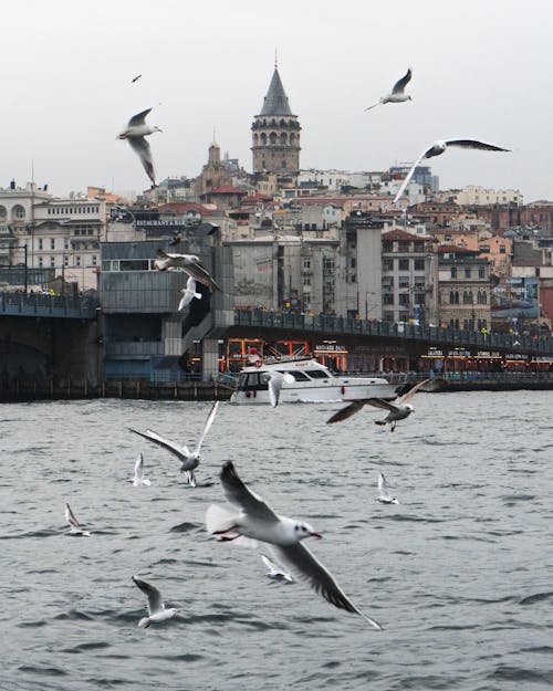 Flock of Birds Flying over Body of Water