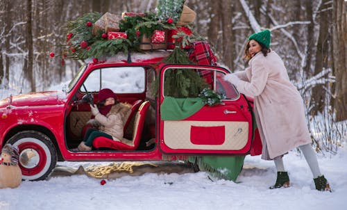 Imagine de stoc gratuită din automobil, brad de crăciun, codru