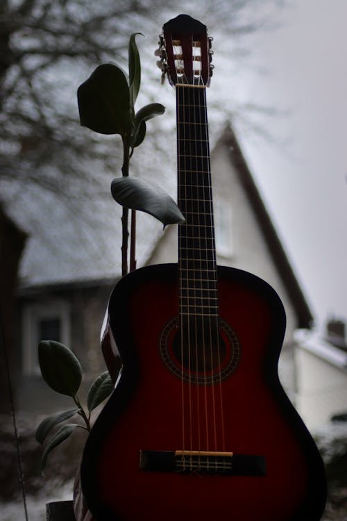 Free Plant Behind Acoustic Guitar Stock Photo