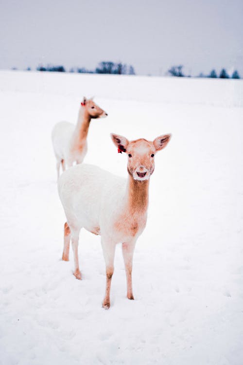 Photograph of Roe Deer on White Snow