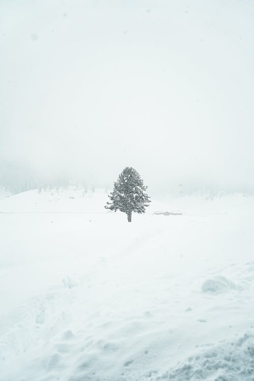 Ilmainen kuvapankkikuva tunnisteilla flunssa, lumi, puu