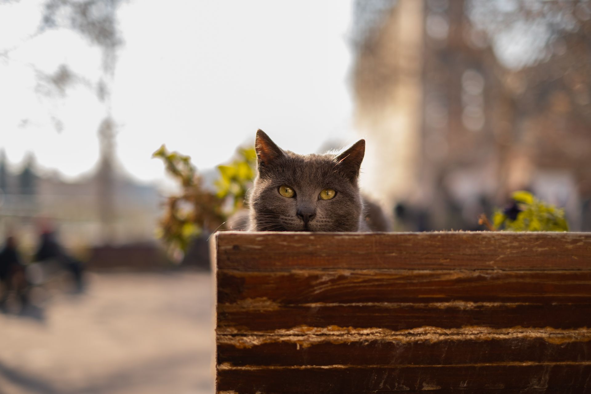 Cute gray cat relaxing in a wooden planter outdoors in Ankara.