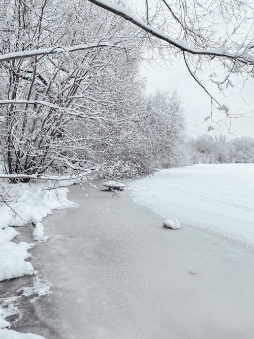 Snow Covered Trees near a Frozen River