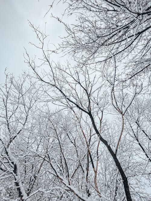 Bezpłatne Darmowe zdjęcie z galerii z bezlistny, drzewa, las Zdjęcie z galerii