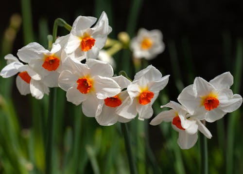 White and Orange Daffodils  in Bloom