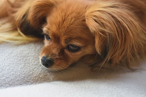 Free Close-up of a small brown dog resting on a bed, capturing its serene expression. Stock Photo