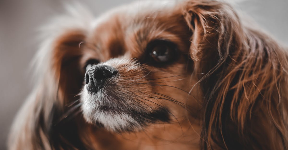 Cavalier King Charles Spaniel