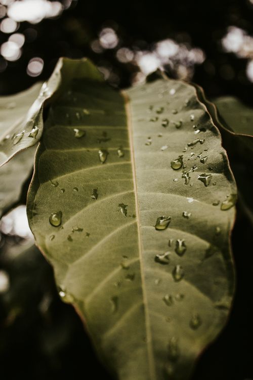 Free Detailed shot of a green leaf with water droplets in a lush setting, perfect for nature themes. Stock Photo