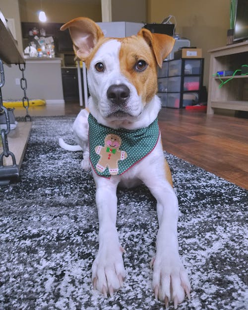 Long-coated White and Brown Dog