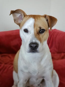 Best 5 Dogs For Adoption