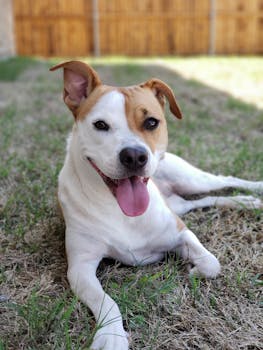 一只可爱的小猎犬在户外草地上放松，表情俏皮