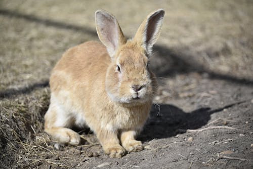 Free Brown Rabbit on Brown Soil Stock Photo