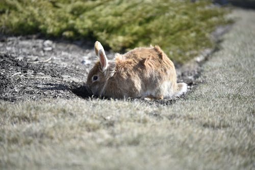 Free Brown Rabbit on Gray Ground Stock Photo