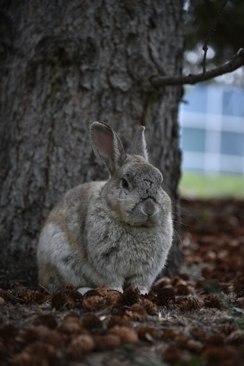 Free Gray Rabbit on Brown Dried Leaves Stock Photo