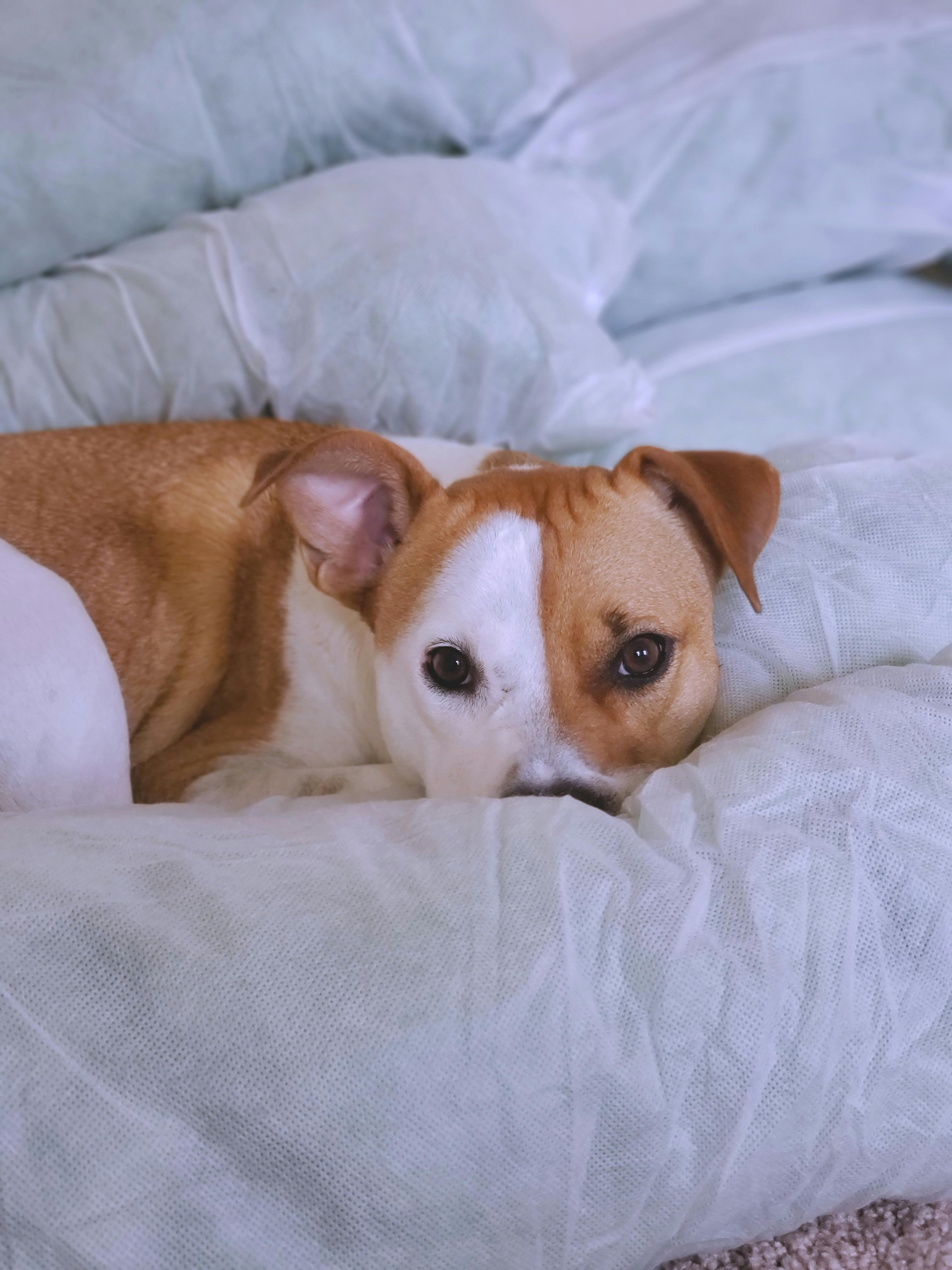 photo of large short coated tan and white dog lying on white surface