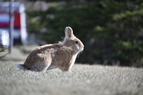 Free Бесплатное стоковое фото с заяц, кролик львиная, мелкий фокус Stock Photo