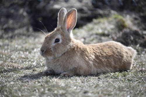 Free Shallow Focus of a Lionhead Rabbit on Grass Stock Photo