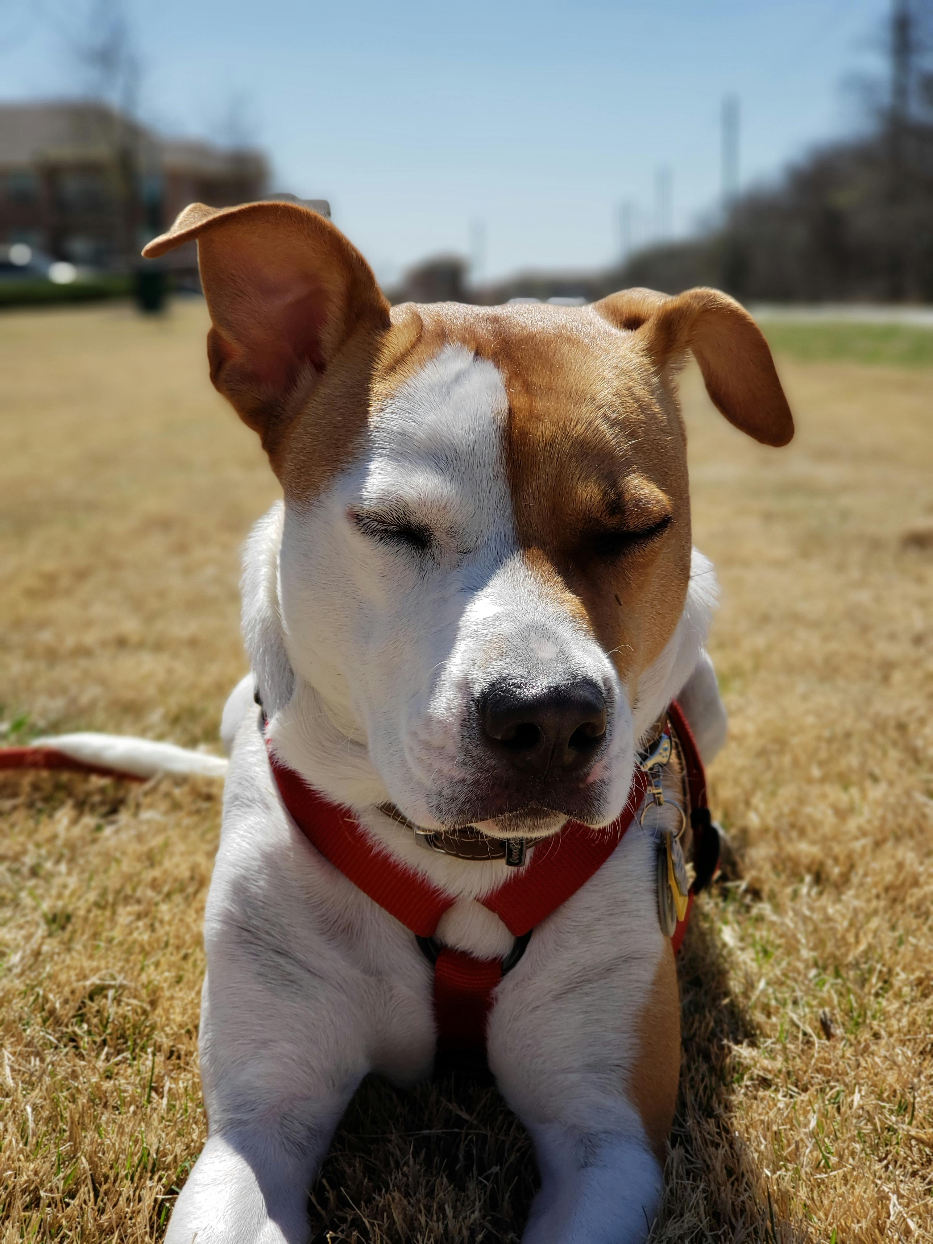 Free stock photo of animal, dog, dogs