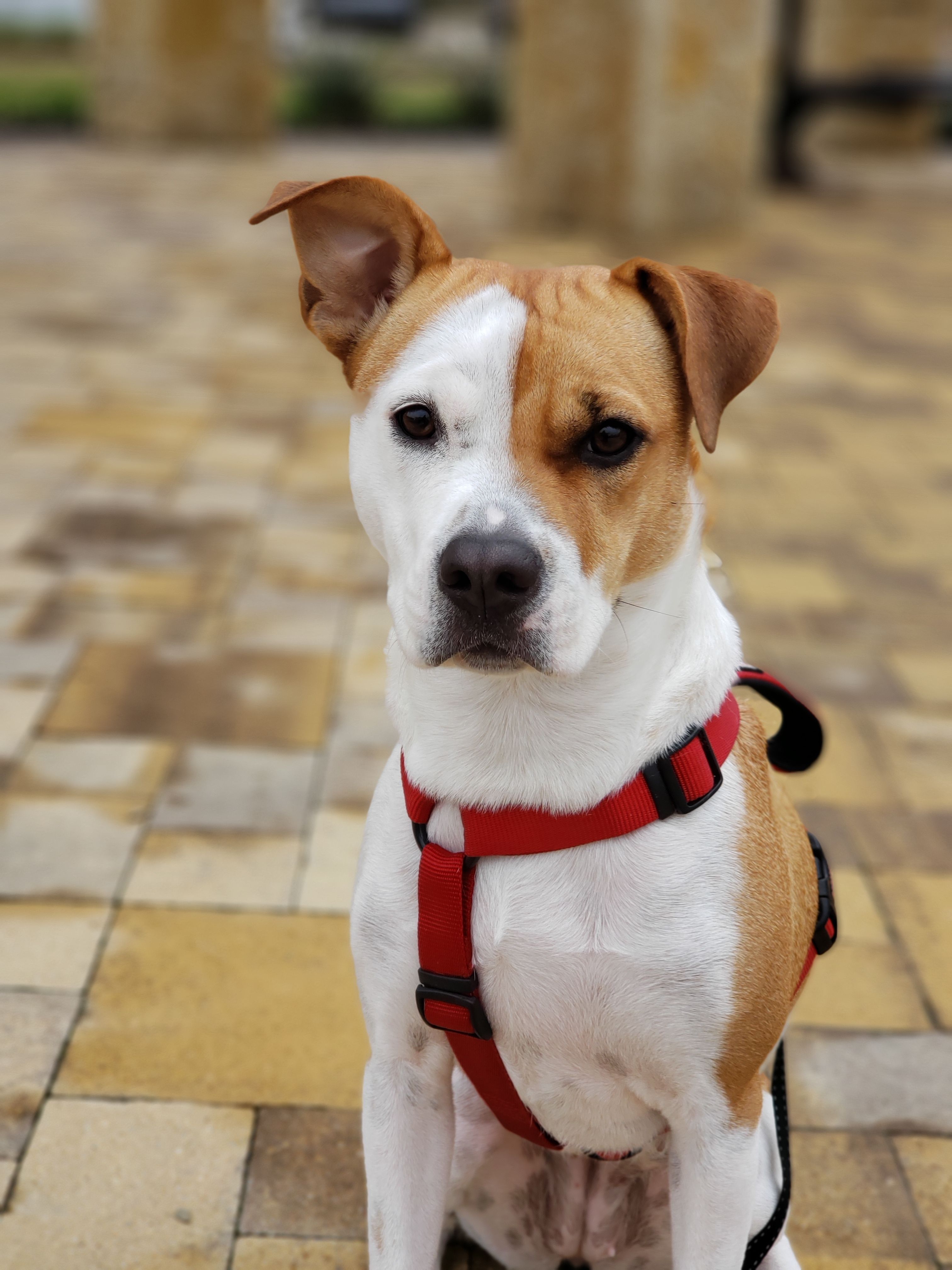 Foto Stok Gratis Tentang Anjing Anjing Kampung Binatang