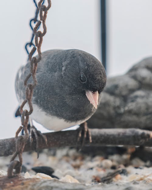 Close-Up Shot of a Dark-Eyed Junco