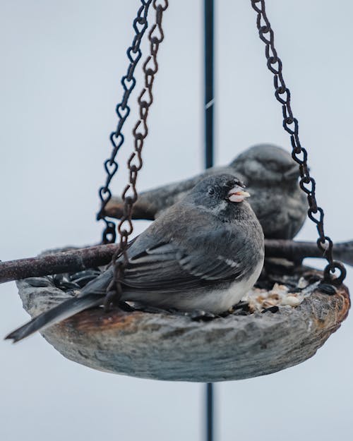 Close-Up Shot of a Dark-Eyed Junco