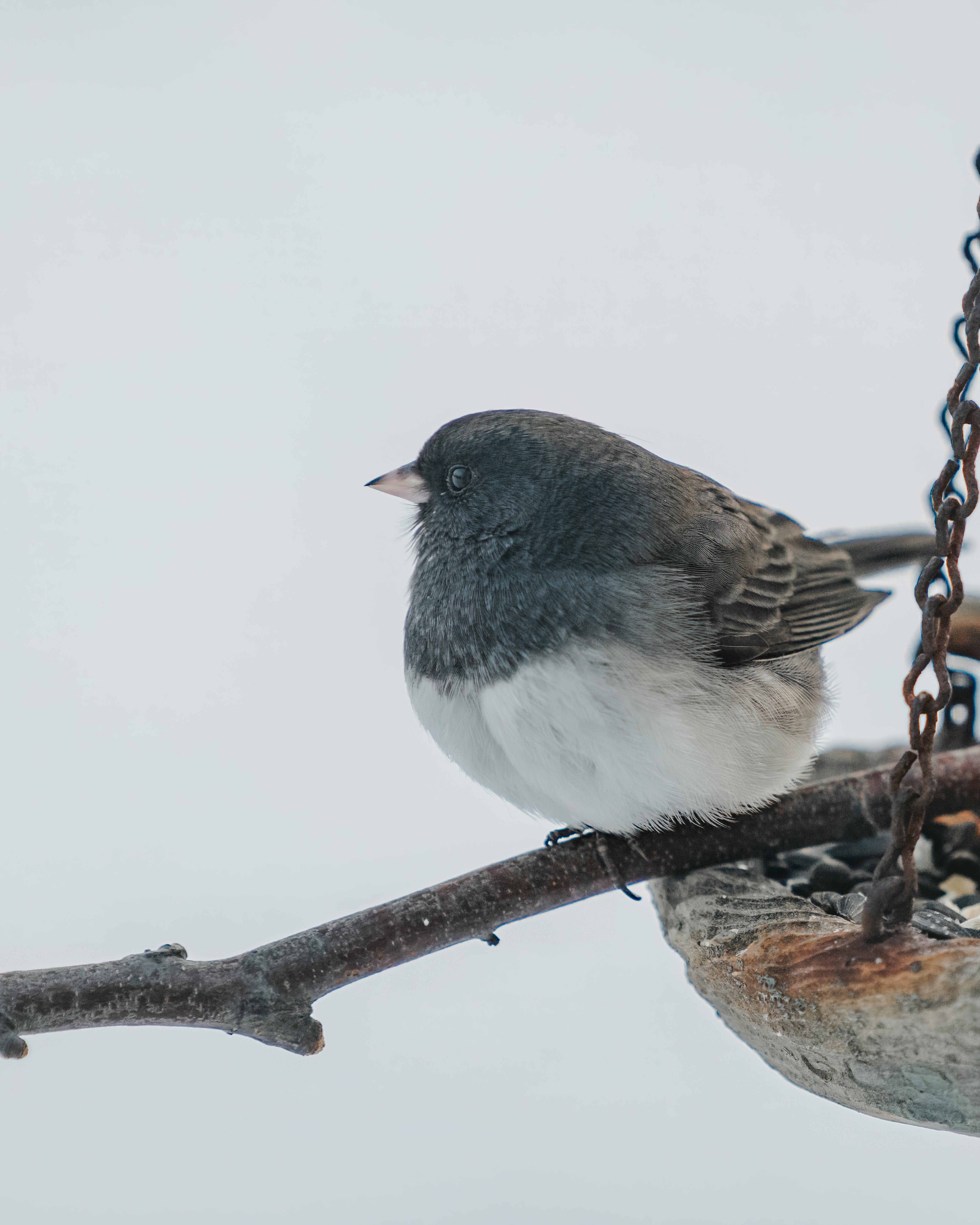 A Gray and White Bird Perched Tree Branch · Free Stock Photo