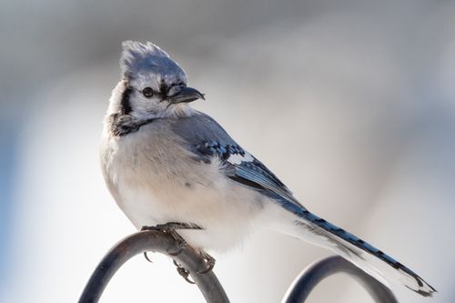 Free Close-up of a blue jay perched outdoors, showcasing its vibrant blue and white feathers in natural light. Stock Photo