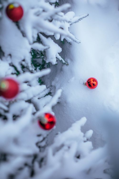 Free Red Christmas ornaments adorning a snow-covered pine tree, ideal for holiday themes. Stock Photo