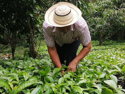 A Man Harvesting Green Tea Plants