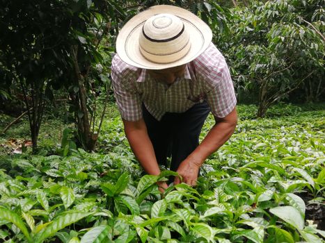 Boquete coffee highlands — Panama